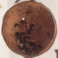 Galla con all'interno Camponotus truncatus